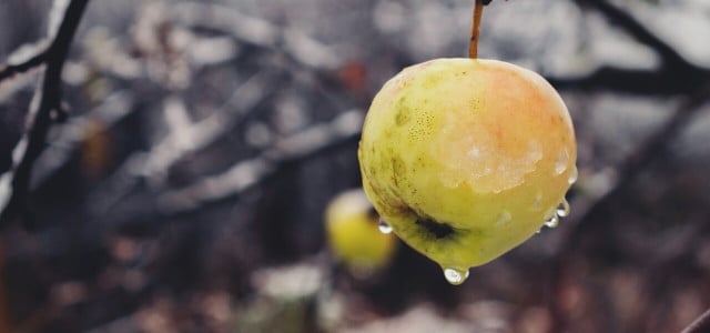 Apfel mit braunen Stellen