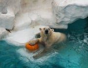 Massensterben Artensterben UN Eisbär