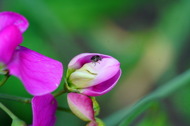 auch-bei-insekten-ist-die-duftwicke-sehr-beliebt-cc0-pixabay-hans-211208_download Auch bei Insekten ist die Duftwicke sehr beliebt.