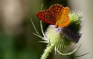 die-wilde-karde-zieht-unter-anderem-schmetterlinge-cc0-pixabay-ramboldheiner-200914_download Die Wilde Karde zieht unter anderem Schmetterlinge an.