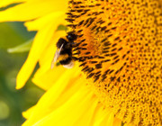 Bienenweide: Sonnenblume