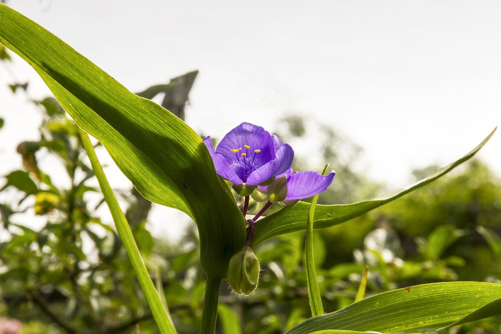Dreimasterblume: So kannst du sie pflanzen - Utopia.de