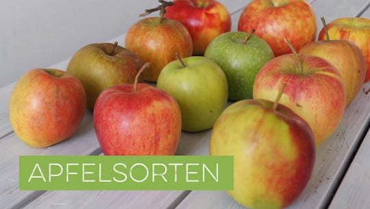 Apfelsorten bestimmen und erkennen Apfelsorten bestimmen und erkennen
