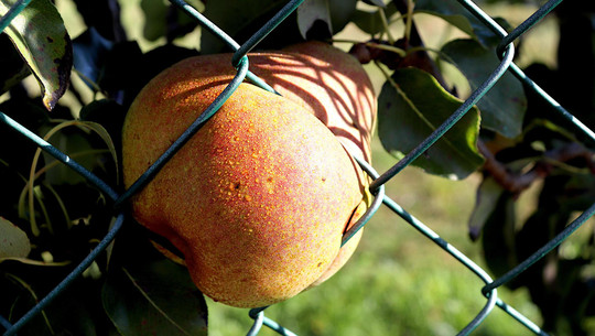obst-pfluecken-das-ueber-den-zaun-haengt-cc0--pixabay--gaimard-260713 Obst pflücken, das über den Zaun hängt