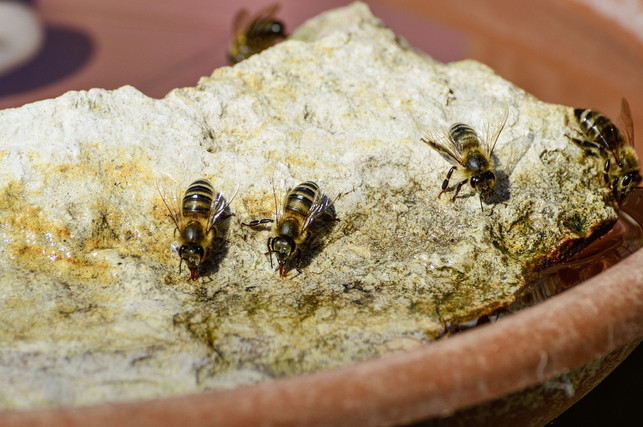 mit-einer-bienentraenke-hilfst-du-bienen-ihr-nest-cc0-pixabay-onkelramirez1-230531_download Mit einer Bienentränke hilfst du Bienen, ihr Nest zu kühlen.