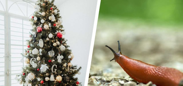 Hilft gegen Schnecken: Weihnachtsbaum im Garten nutzen