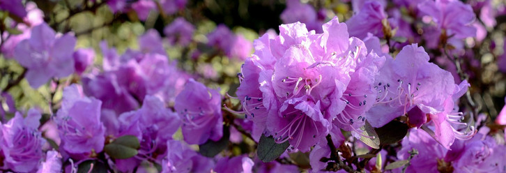 Rhododendron: Richtige Pflege fr eine schne Blte - Utopia.de