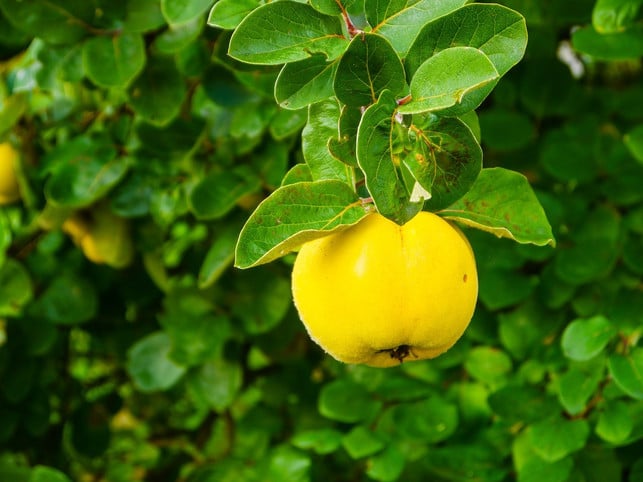quitten-sind-genuegsame-obstbaeume-die-du-selbst-an-cc0-pixabay-braetschit-230922_download Quitten sind genügsame Obstbäume, die du selbst anpflanzen kannst.