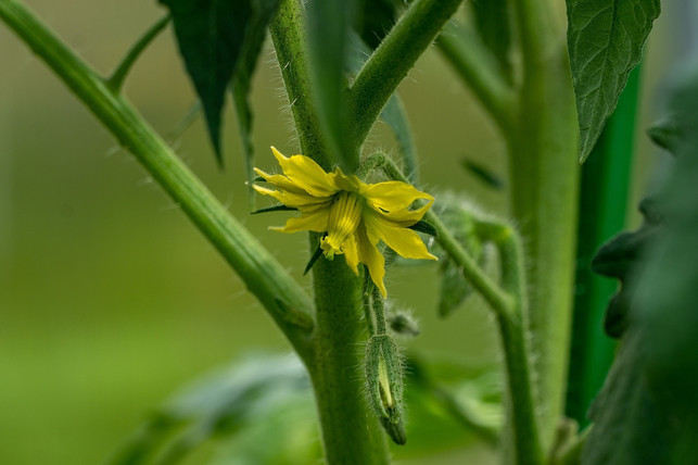 das-tomatengruen-kannst-du-als-basis-fuer-natuerliche-cc0-pixabay-alexei_other-230729_download Das Tomatengrün kannst du als Basis für natürliche Pflanzenschutzmittel verwenden.