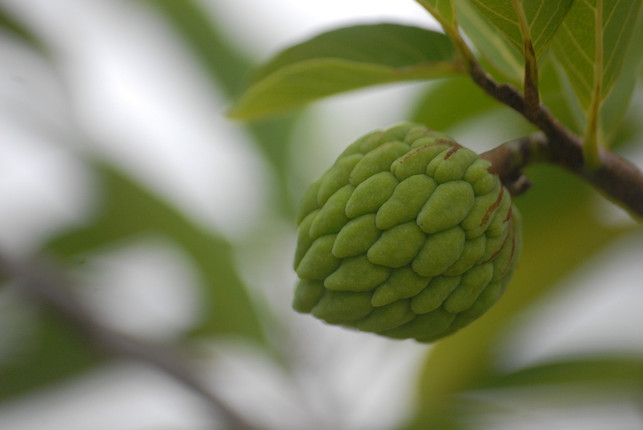 die-urspruenglich-aus-suedamerika-stammende-cherimoy-cc0-pixabay-aororak-201210_download Die ursprünglich aus Südamerika stammende Cherimoya wird mittlerweile auch in Spanien und Portugal angebaut.
