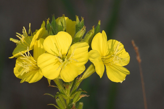 Many positive effects are attributed to evening primrose oil.