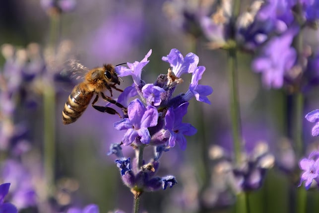 lavendel-haelt-nervige-fliegen-fern-und-hilft-zugle-cc0--pixabay--istvankopeczny-250706_download Lavendel hält nervige Fliegen fern und hilft zugleich den Bienen. Eine Win-Win-Situation!