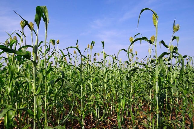 goldhirse-enthaelt-viele-wertvolle-naehrstoffe-und-m-cc0-pixabay-sarangib-200618_download Goldhirse enthält viele wertvolle Nährstoffe und Mineralien.