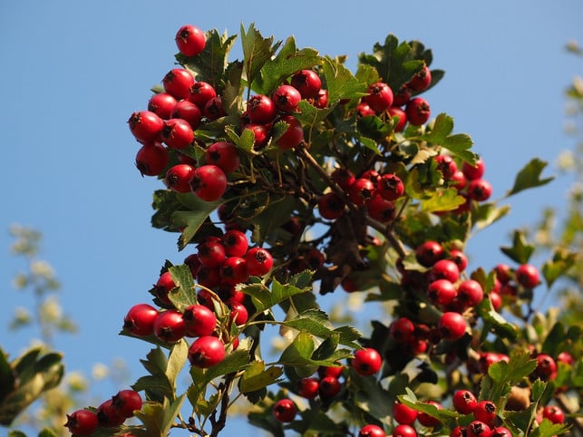 weissdornbeeren-kannst-du-im-september-und-oktober-cc0-pixabay-hans-190828_download Weißdornbeeren kannst du im September und Oktober ernten.