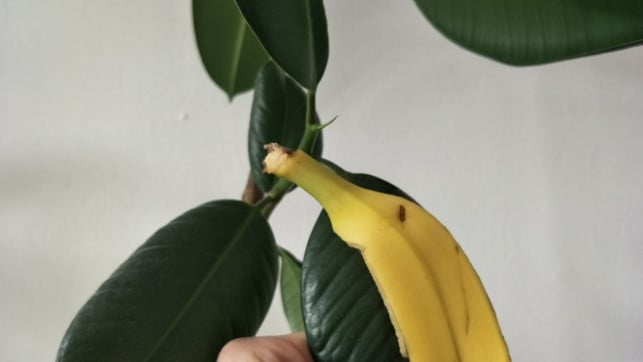 bananenschale-gegen-staub-auf-zimmerpflanzen-sven-christian-schulz-utopia-180217_download Nutze Bananenschale gegen Staub auf Zimmerpflanzen.