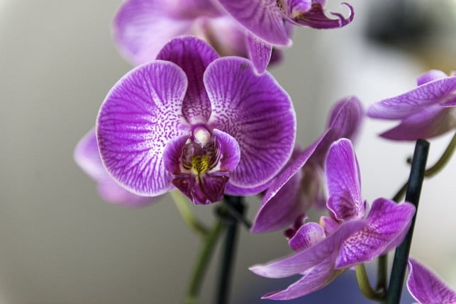 orchideen-brauchst-du-eigentlich-nicht-zu-stutzen-cc0-pixabay-stanbalik-241008_download Orchideen brauchst du eigentlich nicht zu stutzen.