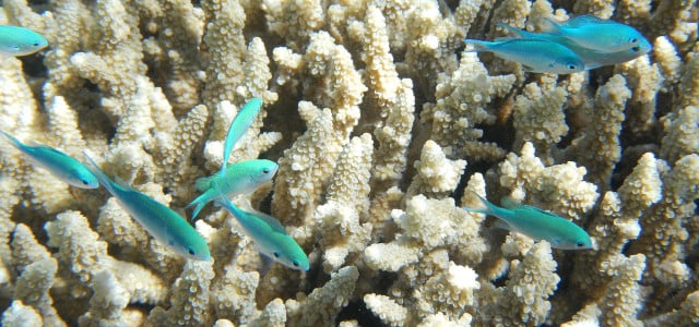 Great Barrier Reef Korallen Transplantation