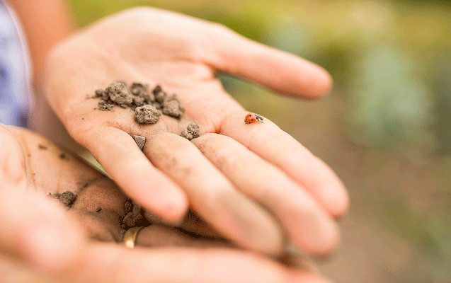 meine ernte - Bio-Saatgut