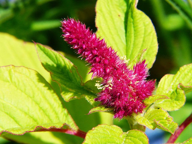 foxtail-1539629_640 Roter Rispen-Fuchsschwanz