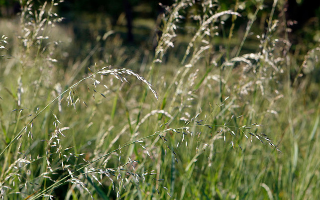 Zu Herstellung von Graskartons kann Gras von nicht bewirtschafteten Flächen genutzt werden. Zu Herstellung von Graskartons kann Gras von nicht bewirtschafteten Flächen genutzt werden.