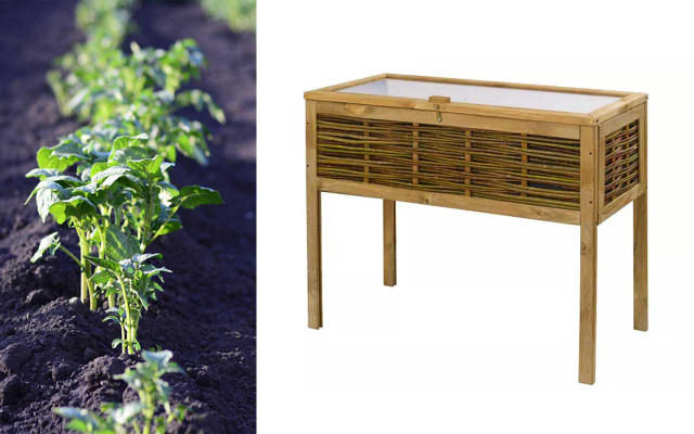 kartoffeln-pflanzen-balkon-urban-gardening-pb-Nadezhda56-z-memolife-220422-1280x800 Kartoffeln pflanzen gelingt auch auf dem Balkon – zum Beispiel mit diesem Hochbeet von Memolife.