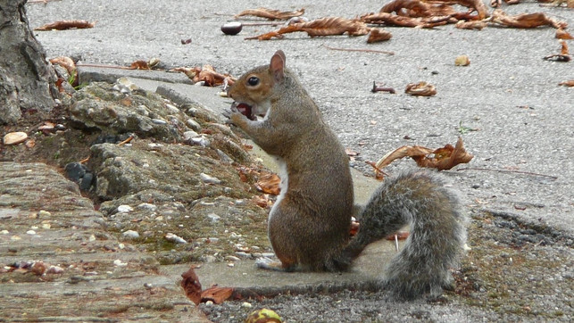 eichhoernchen-essen-london-pb-190206-1280x720 London, Eichhörnchen, Fleisch