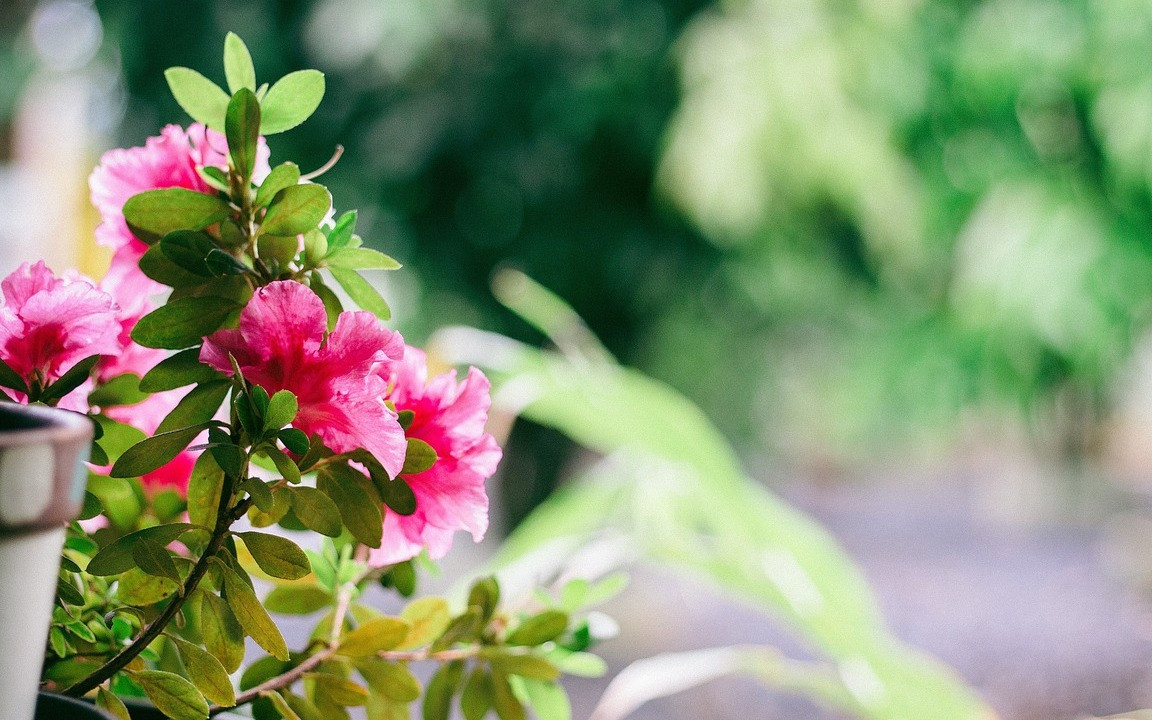 Blumen am besten dngen: Hausmittel und Zeitpunkt - Utopia.de