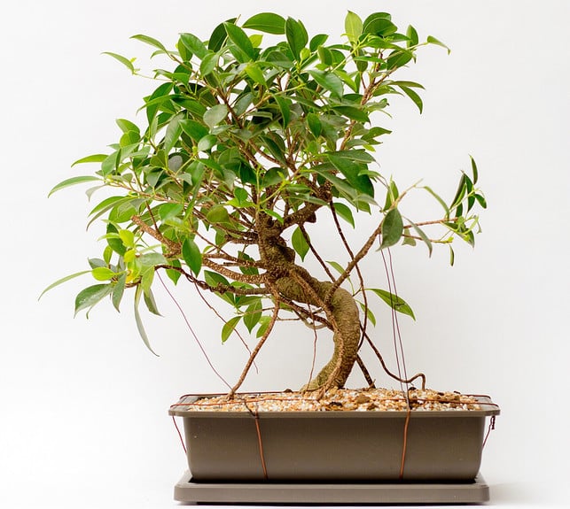 zimmerpflanzen-bonsai-ficus-x-bryan-debus-cc-by-nd-2-0-161116-1280x1145 Zimmerpflanze: Ficus-Bonsai
