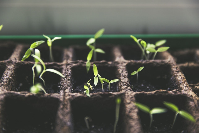 diese-sachgeschichte-klaert-ueber-die-grundprinzipie-cc0-pixabay-markusspiske-210121_download Diese Sachgeschichte klärt über die Grundprinzipien des Urban Gardening auf.
