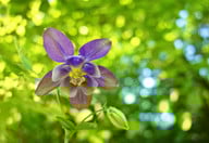 die-akelei-gehoert-zu-den-wildblumen-und-bietet-bie-cc0-pixabay-mabelamber-190716_download Die Akelei gehört zu den Wildblumen und bietet Bienen und Hummeln reichlich Nektar.
