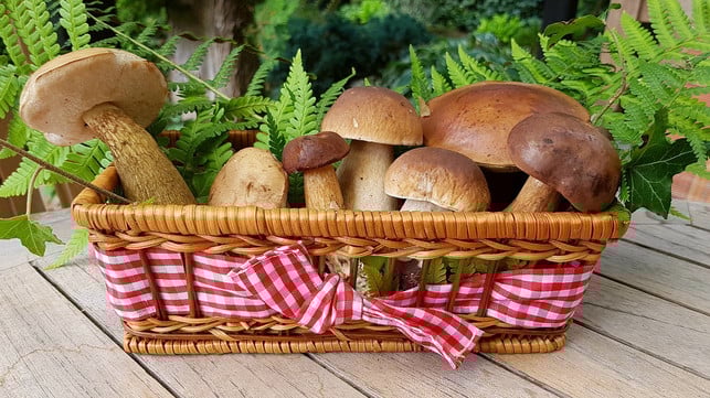 pilze-enthalten-gleich-mehrere-b-vitamine-cc0-pixabay-cocoparisienne-181214_download Pilze enthalten gleich mehrere B-Vitamine.