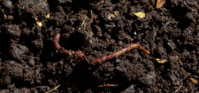 Wurmtee