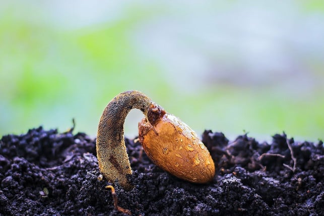 im-herbst-kannst-du-neuen-rasen-aussaeen-cc0-pixabay-truthseeker08-221004_download Im Herbst kannst du neuen Rasen aussäen.