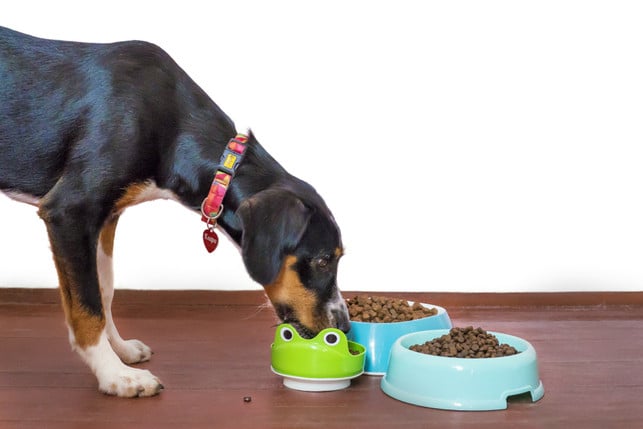 ein-hund-verursacht-kosten-das-sollte-dir-vor-der-cc0--pixabay--mattycoulton-251006_download Ein Hund verursacht Kosten. Das sollte dir vor der Adoption bewusst sein.