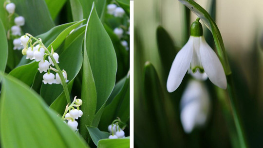 maigloeckchen-schneegloeckchen-cc0pixabayalicjy-links-anette-mayer-rechts-230310 maiglöckchen schneeglöckchen