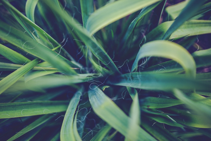 Yucca-Palme pflegen: Die besten Tipps - Utopia.de