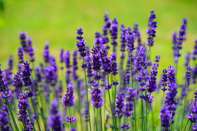 auch-lavendel-ist-eine-winterharte-balkonpflanze-cc0-pixabay-hans-180920_download Auch Lavendel ist eine winterharte Balkonpflanze.