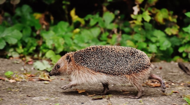 auch-im-strassenverkehr-sind-igel-manchmal-auf-hilf-cc0-pixabay-alexas_fotos-241015_download Auch im Straßenverkehr sind Igel manchmal auf Hilfe angewiesen.