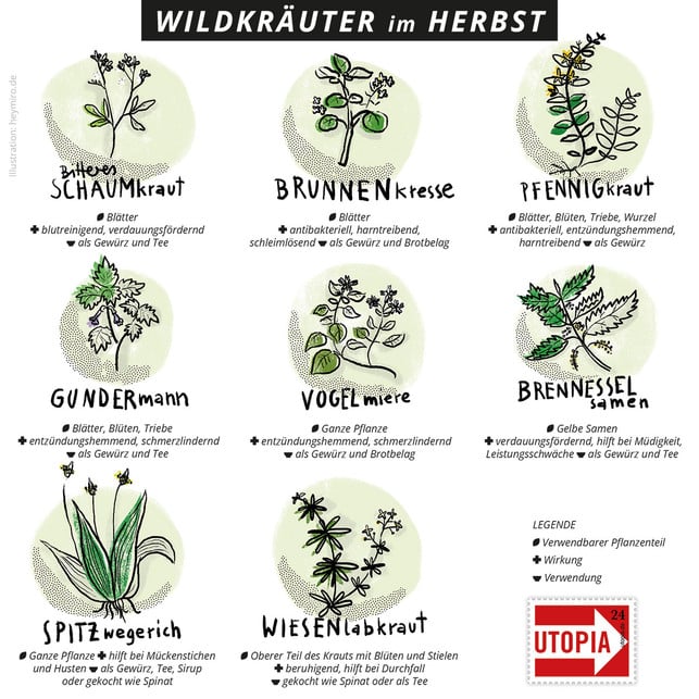 wildkraeuter-herbst-i-miro-poferl-170919-1200x1200 Übersicht Wildkräuter für den Herbst