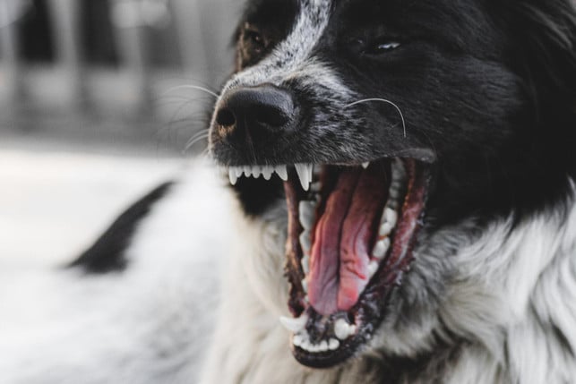 What to do after a dog bite? First you should gain safe distance from the dog.