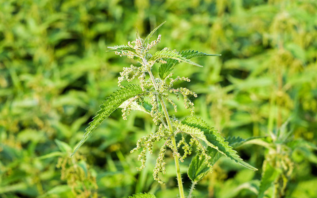 brennnessel-samen-wildkraeuter-pb-Couleur-210903-1280x800 Brennnesselsamen werden als regionales Superfood gehandelt.