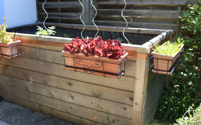 there-are-some-varieties-of-salat-that-you-can-do-in-balkonkaeste-maria-hohenthal-utopiade-200513_download There are several types of lettuce that can be planted in window boxes.