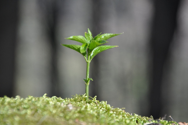 ein-schneckenkragen-schuetz-einzelne-pflanzen-vor-s-cc0-pixabay-marillalina-240829_download Ein Schneckenkragen schütz einzelne Pflanzen vor Schnecken.
