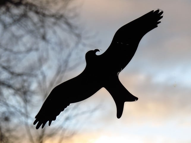 du-kannst-mit-verschiedenen-massnahmen-fenster-voge-cc0-pixabay-hans-231219_download Vogelsilhouetten gegen Vogelschlag sind nur bedingt hilfreich.