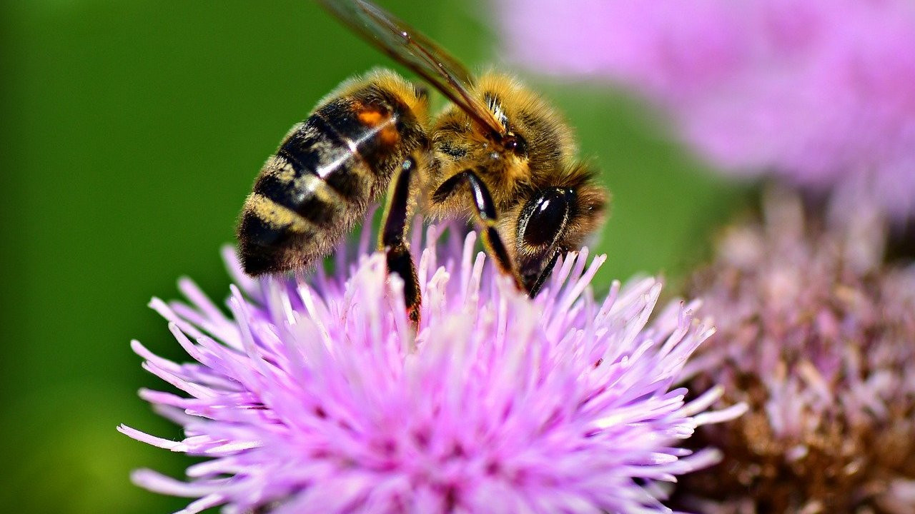 Bienenfreundliche Stauden: Die schnsten Pflanzen fr deinen Garten -  Utopia.de