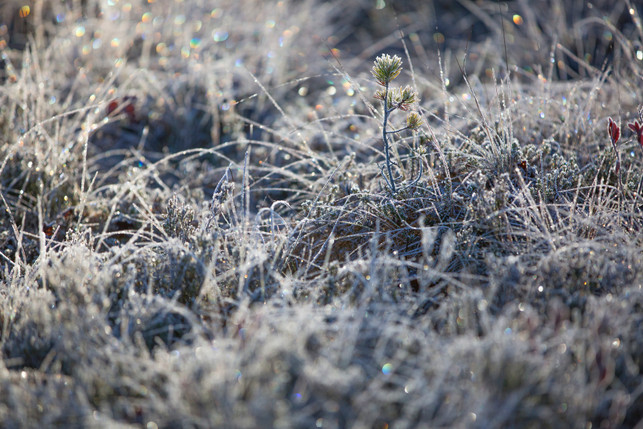 frosttrocknung-funktioniert-nur-bei-eisigen-aussent-cc0-pixabay-olga_fil-250304_download Frosttrocknung funktioniert nur bei eisigen Außentemperaturen.