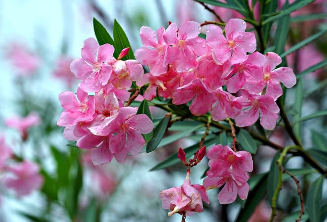 der-oleander-ist-aufgrund-seiner-blueten-eine-belie-cc0-pixabay-ignartonosbg-240506_download Der Oleander ist aufgrund seiner Blüten eine beliebte mediterrane Pflanze.