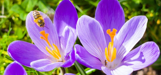 op 5: Bienenfreundliche Pflanzen für den Frühling