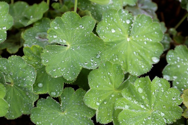 The distinctive leaves of the lady's mantle plant are the basis of lady's mantle tea.