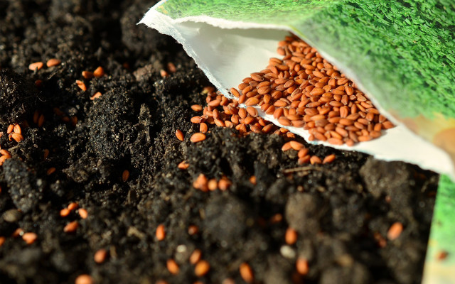 bienen-helfen-bio-saatgut-pb-cc0-170418-1280x800 Bio-Saatgut